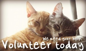Volunteertodayhelp Volunteertodayhelp