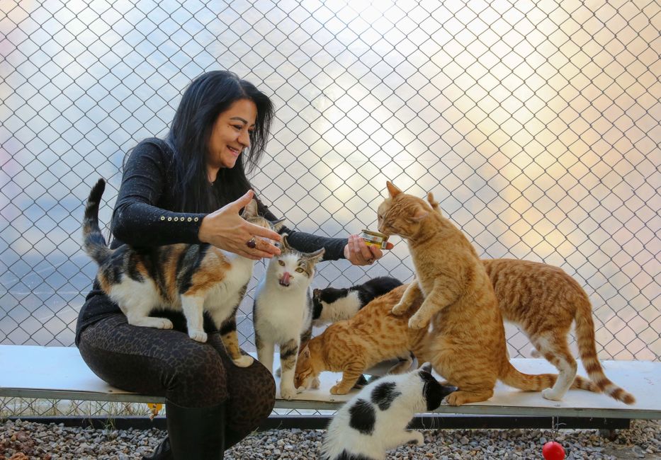 A rescue cat cared for through a San Jose area cat rescue group