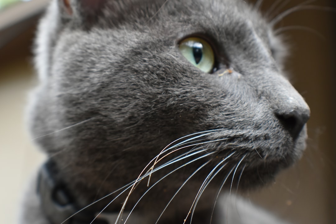 Why Adopt a Senior Cat? Benefits, Myths & What to Expect