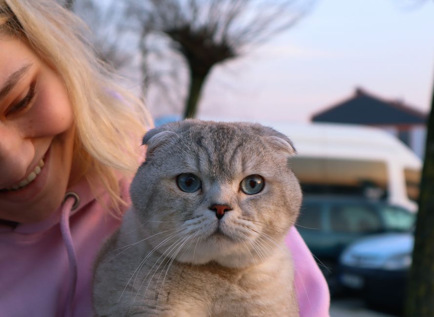 Adopting vs. Fostering a Cat: Which Is Right for You?