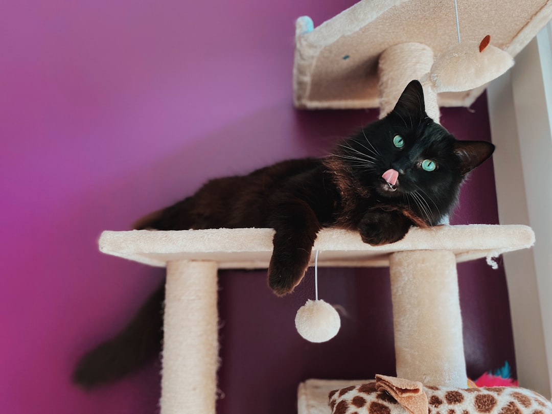 Adopted cat settled into a Milpitas-area apartment home