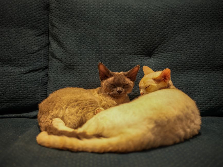 Adopted cat settled permanently into its new home