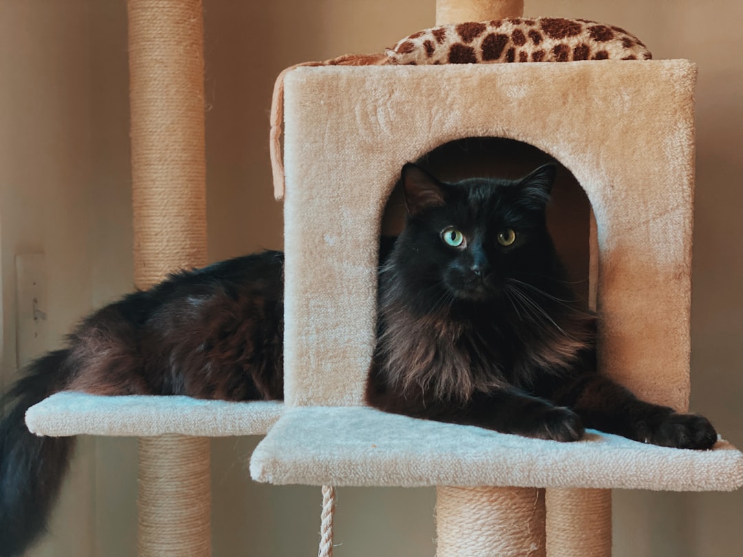 Adopted cat playing in its new Sacramento-area home