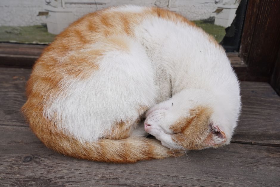 Adopted cat settled into a home in the Santa Cruz Mountains