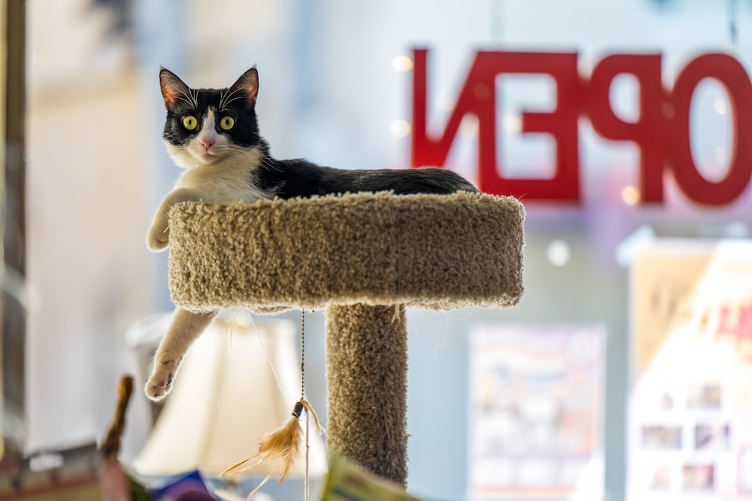 Volunteers staffing an adoption event table with adoptable cats