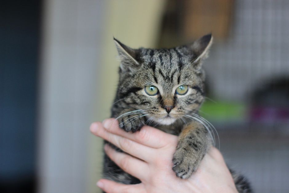 A cat cared for through ASAP Cats in Santa Barbara County