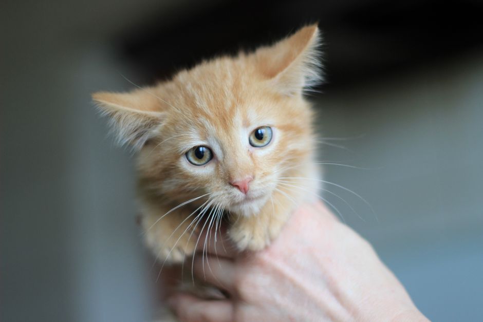 A rescue cat cared for through Baby Bobby's Meow House & Rescue