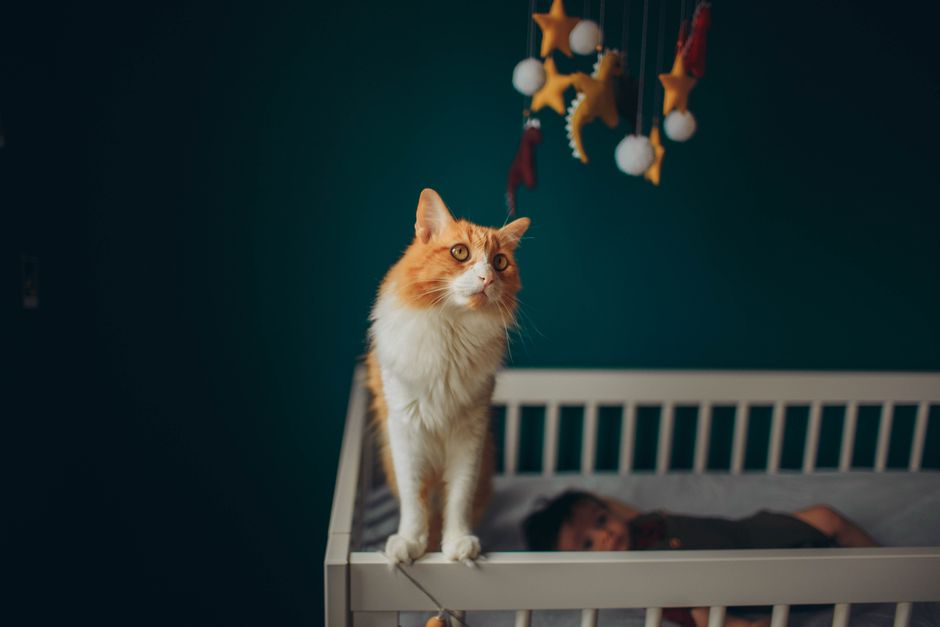 A baby nursery set up with safe boundaries for a resident cat