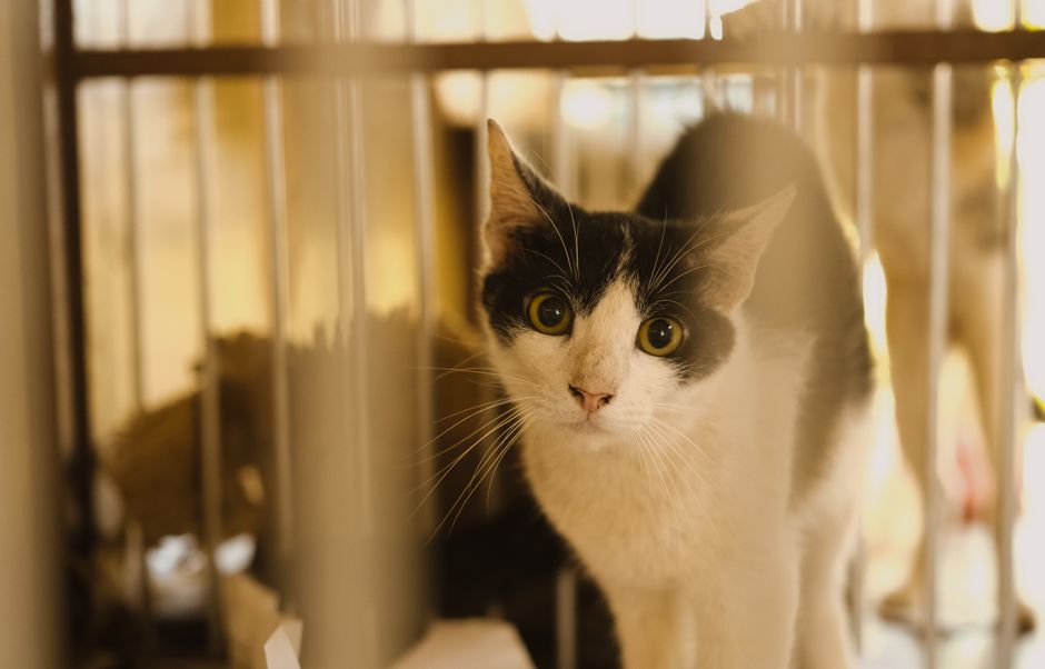 Cat at a no-kill shelter in the Bakersfield, CA area