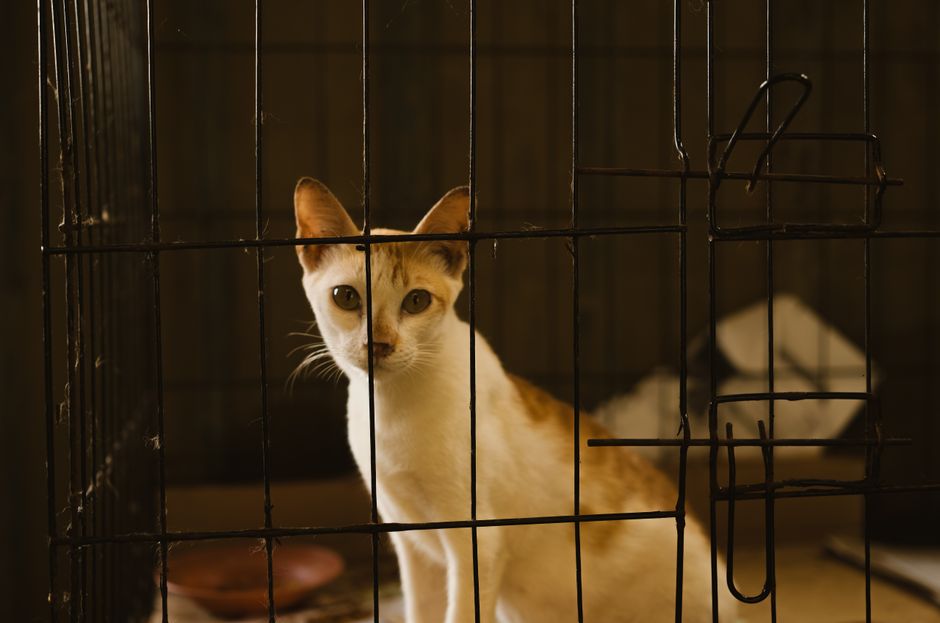 A barn cat acclimating in a confined space before being given full access to its new home