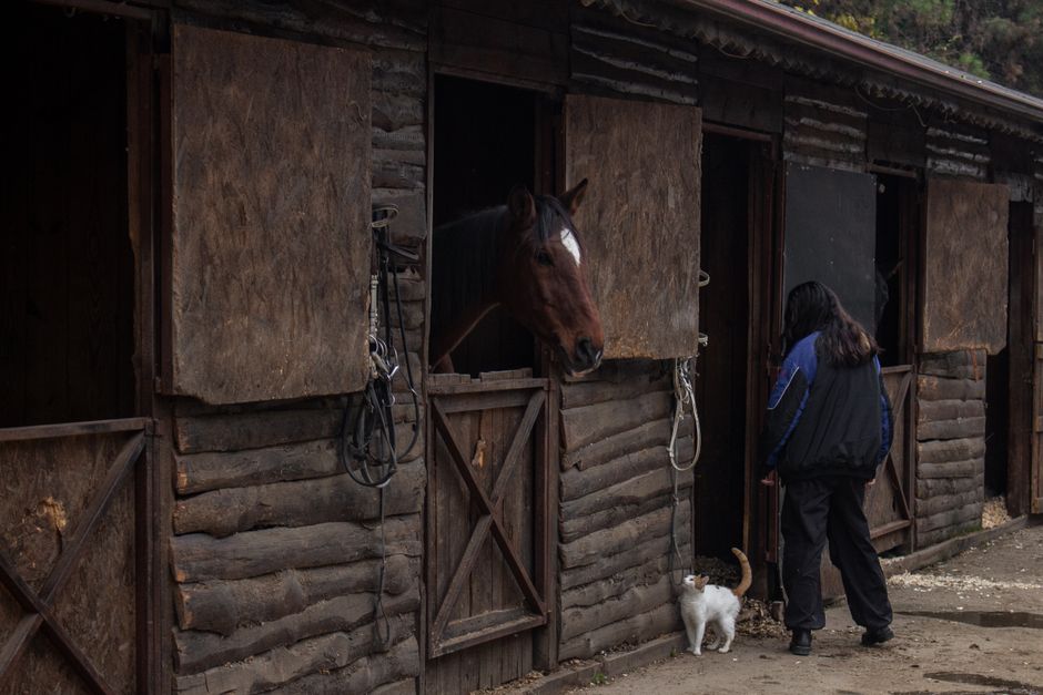 A barn cat exploring its new stable and farm environment