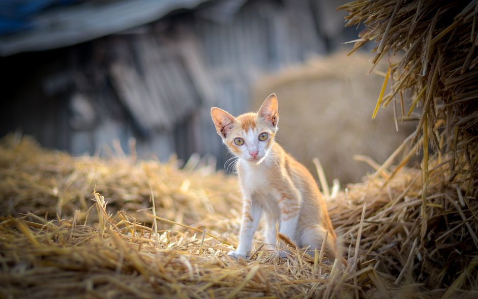 A working cat living in a barn as part of a barn cat placement program