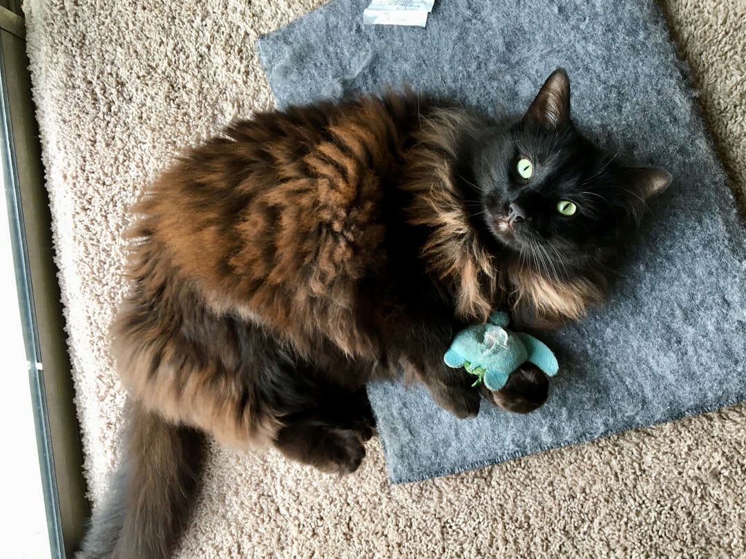 A once-overlooked black cat thriving in its adopted home