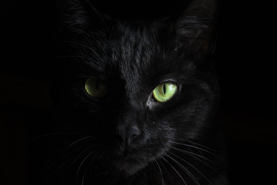 Why Are Black Cats Harder to Adopt? The Real Reasons