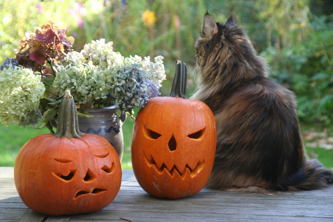 Black cats are often associated with Halloween superstitions that have no basis in fact