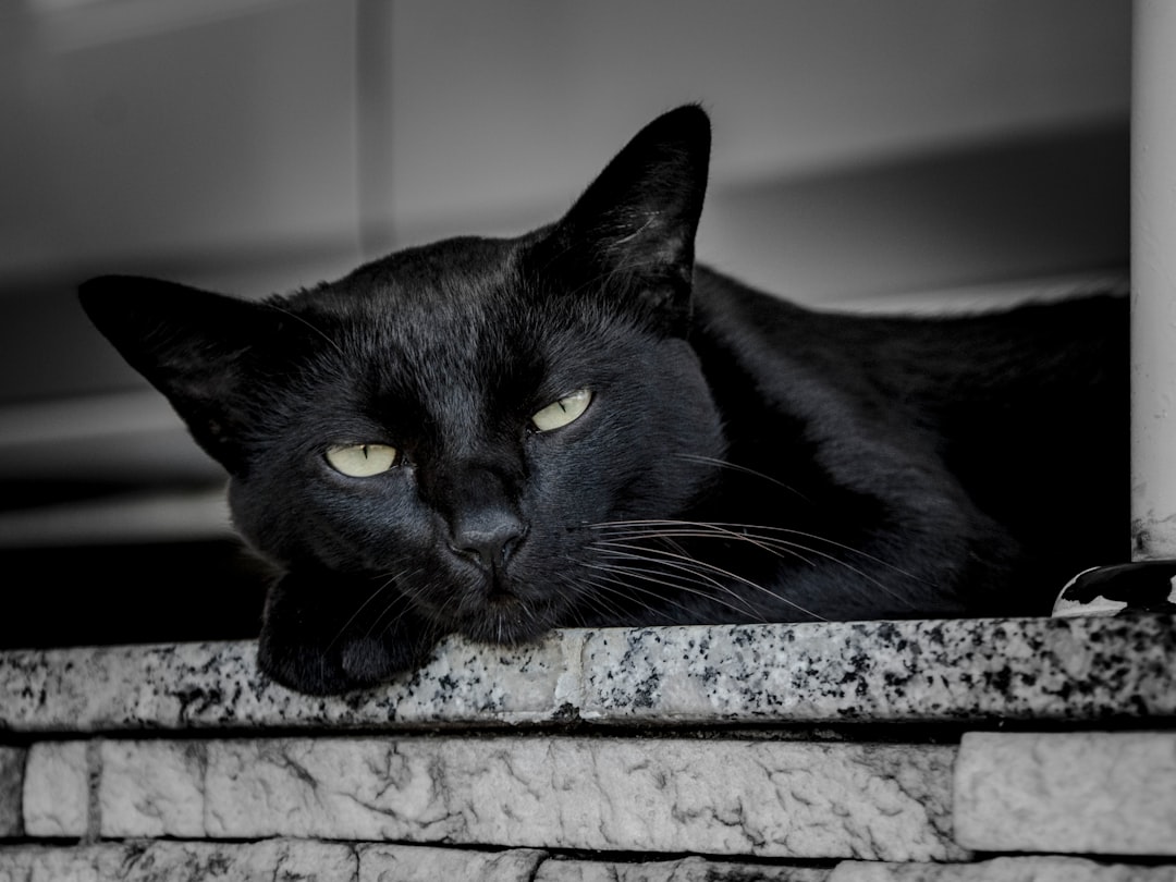 Good lighting helps a black cat's features and personality show clearly in adoption photos
