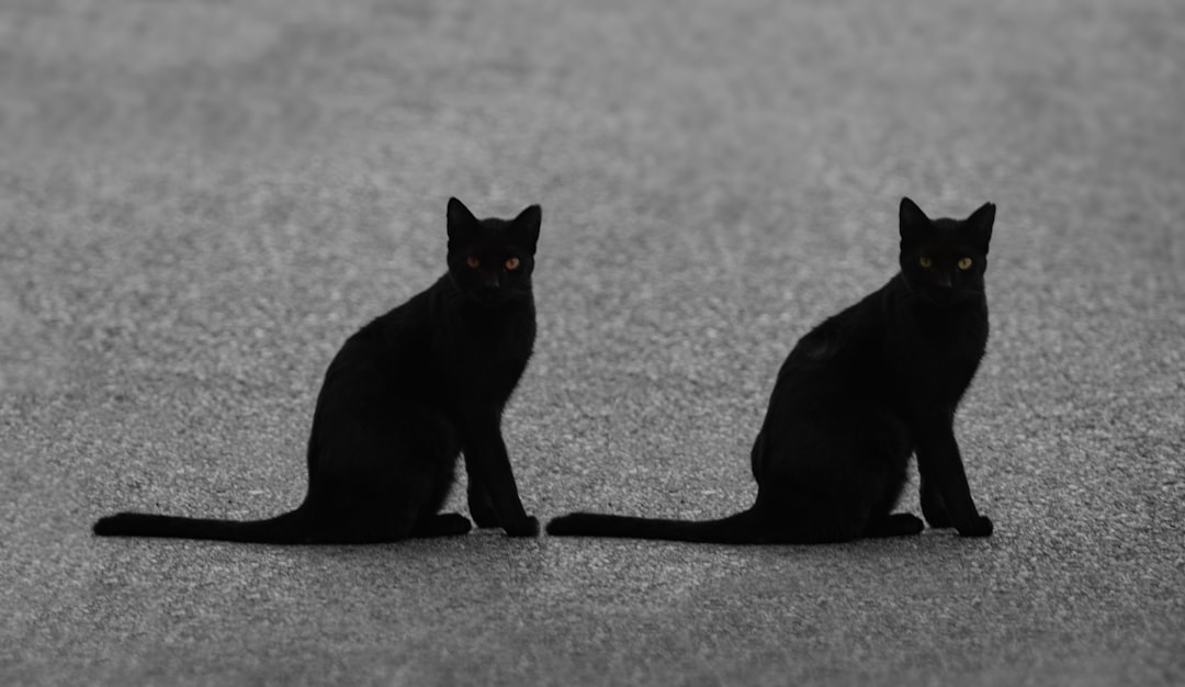 Black cats among the recently rescued cats waiting for adoption