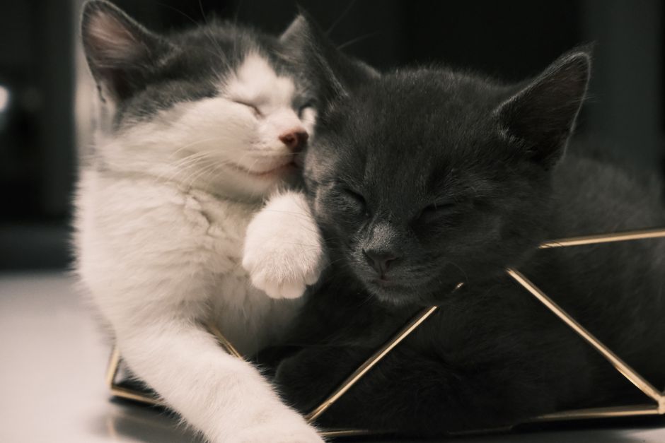 A bonded pair of kittens playing together, often best adopted as a pair