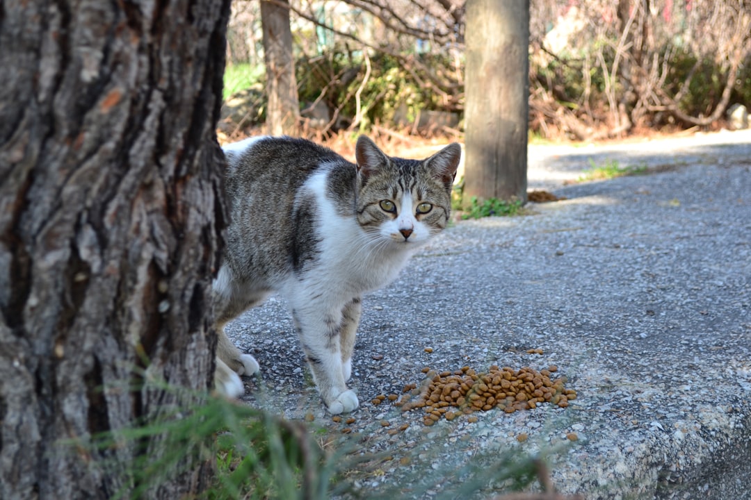 A caretaker feeding community cats within local ordinance guidelines