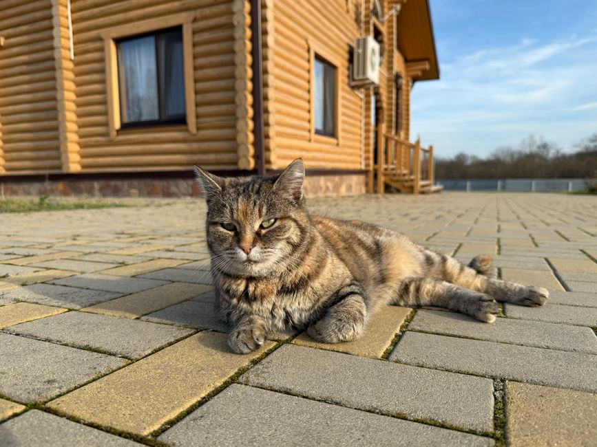 A cat that has successfully adjusted to life with a new baby in the home