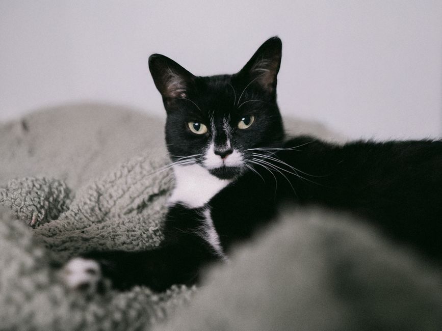 Cat Adoption in Chico, CA: Shelters, Fees & Where to Go