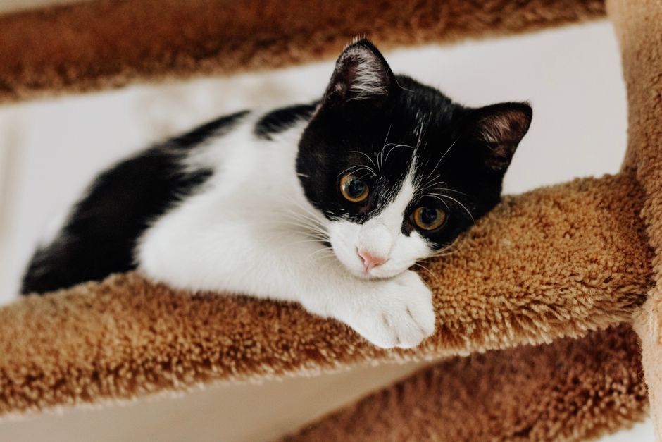 Cat Adoption in Clovis, CA: Shelters, Fees & Where to Go