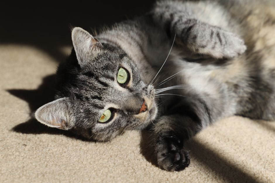 Cat Adoption in Elk Grove, CA: Shelters, Fees & Where to Go