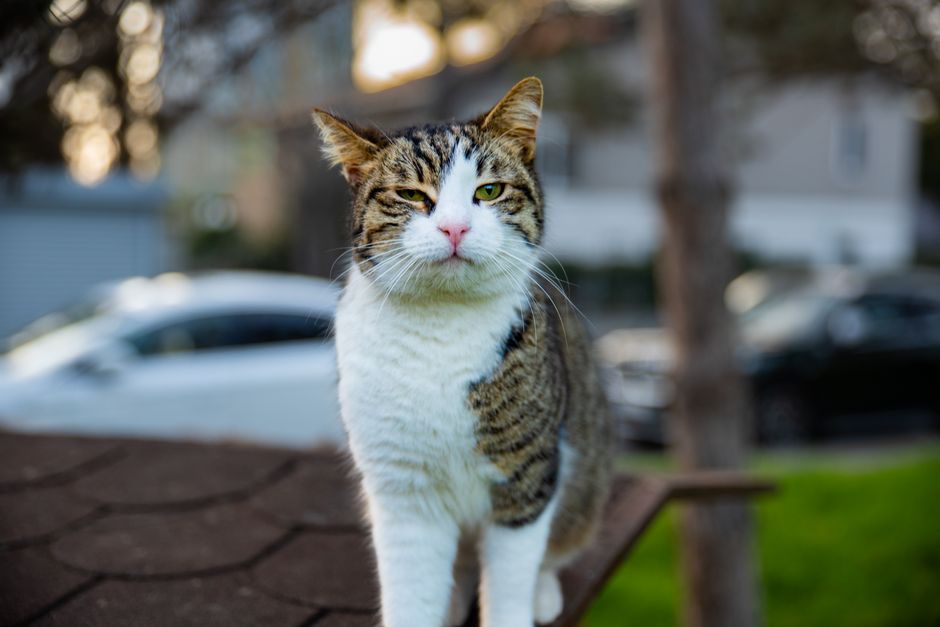 Cat Adoption in Fremont, CA: Shelters, Fees & Where to Go