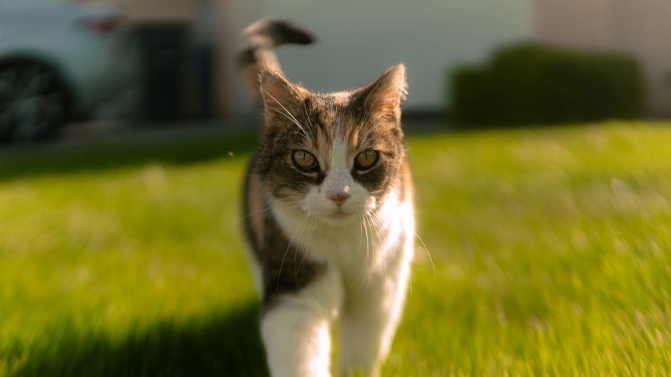 Cat Adoption in Fresno, CA: Shelters, Fees & Where to Go