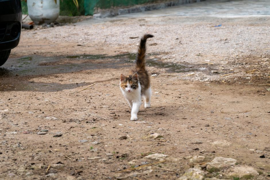 Cat Adoption in Gilroy, CA: Shelters, Fees & Where to Go