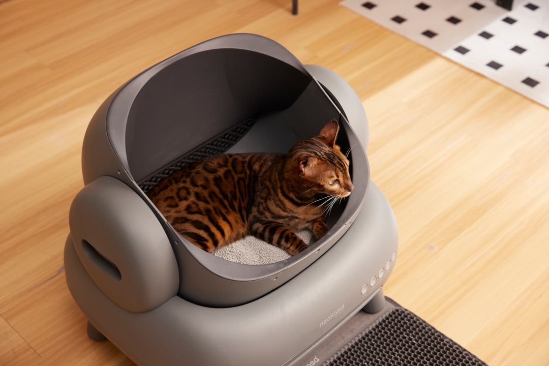 Litter box and cat supplies representing ongoing monthly adoption costs