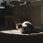 A cat adopted from a Rancho Cucamonga, CA shelter settling into a new home