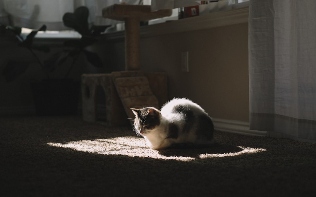 Cat Adoption in Rancho Cucamonga, CA: Shelters, Fees & Where to Go