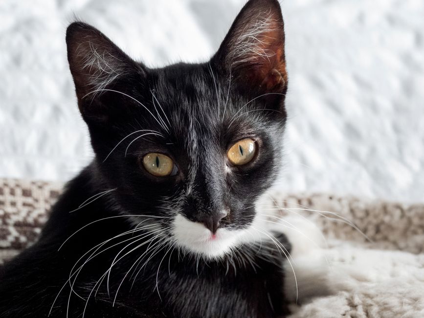 A cat adopted from a Riverside County, CA shelter settling into a new home