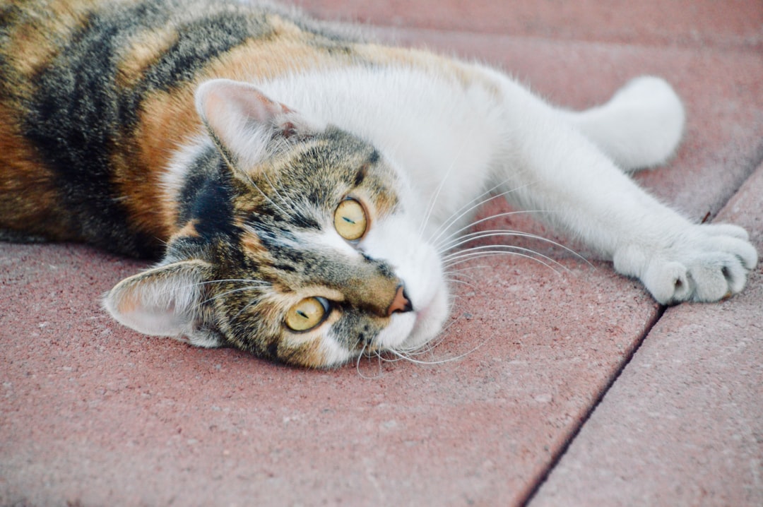 Cat Adoption in Roseville, CA: Shelters, Fees & Where to Go