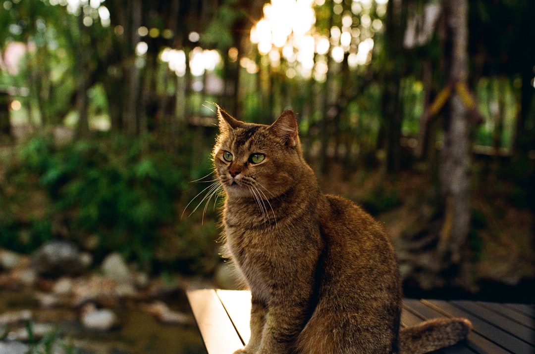 Cat Adoption in Sacramento, CA: Shelters, Fees & Where to Go