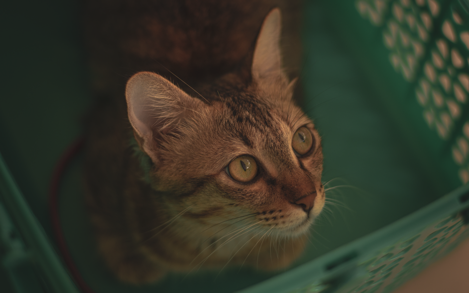 Cat Adoption in Salinas, CA: Shelters, Fees & Where to Go