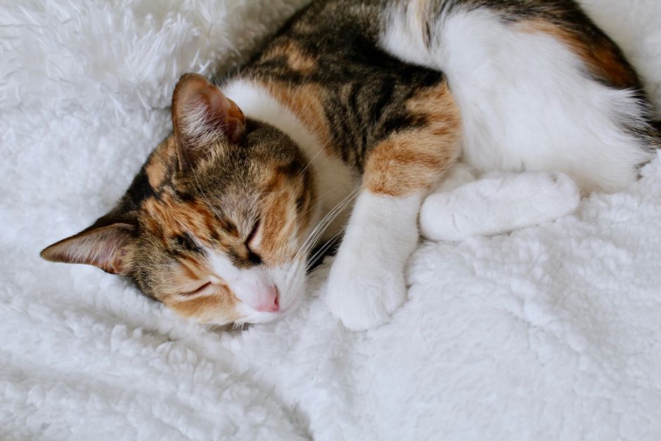 Cat Adoption in San Diego, CA: Shelters, Fees & Where to Go