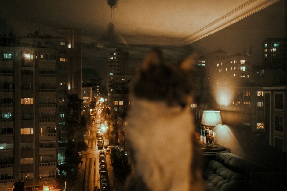 Cat Adoption in San Francisco, CA: Shelters, Fees & Where to Go