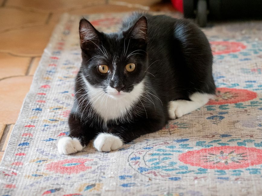 Cat Adoption in San Jose, CA: Shelters, Fees & Where to Go