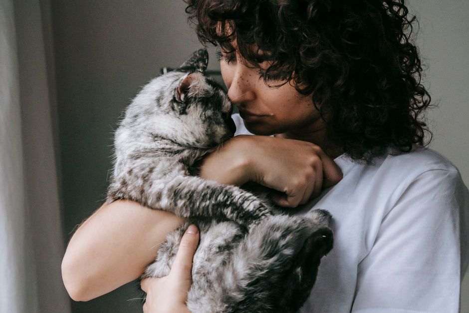 Cat Adoption in Santa Rosa, CA: Shelters, Fees & Where to Go