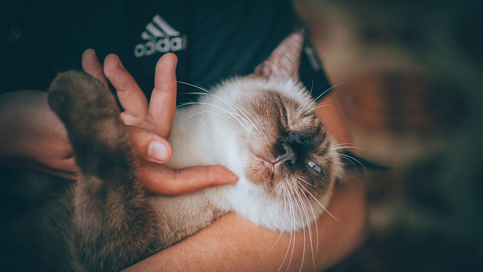 Cat Adoption in Temecula, CA: Shelters, Fees & Where to Go