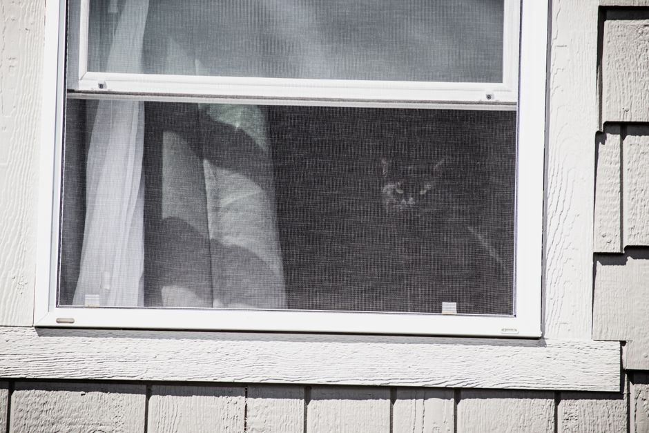 Cat Adoption in Vacaville, CA: Shelters, Fees & Where to Go