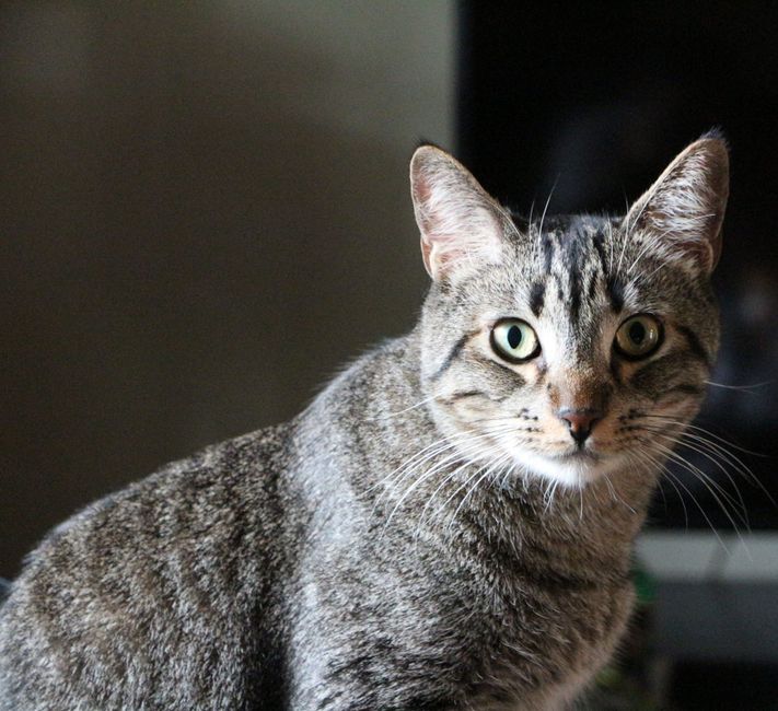 Cat Adoption in Ventura, CA: Shelters, Fees & Where to Go