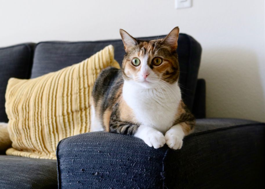 Cat Adoption in Visalia, CA: Shelters, Fees & Where to Go