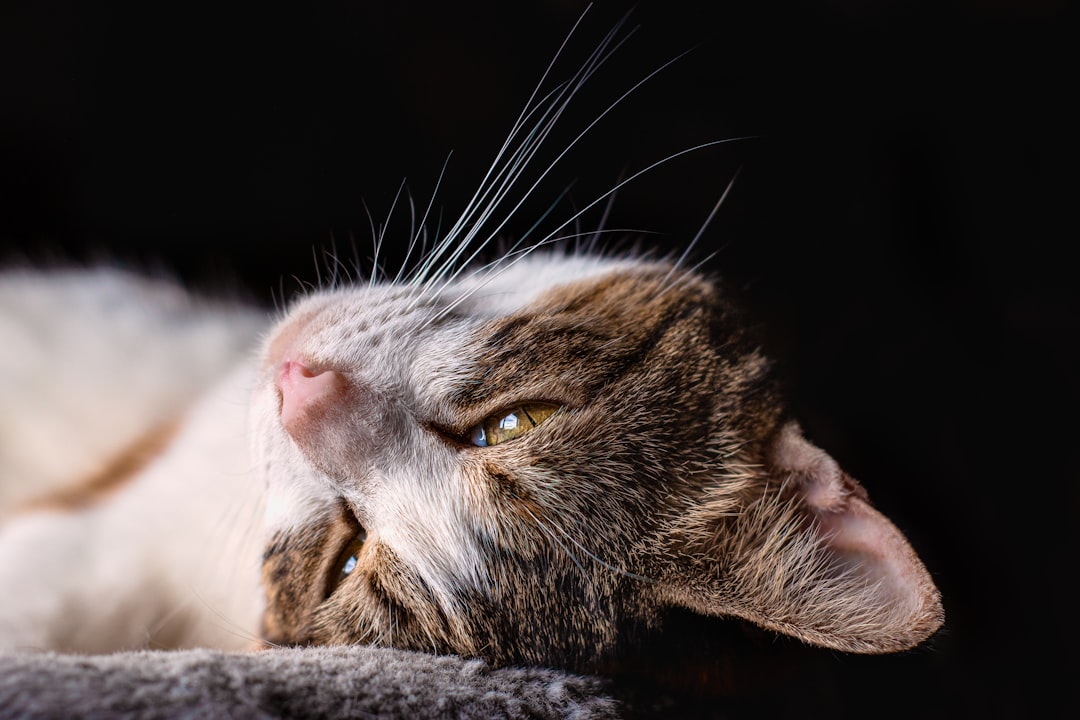 A cat displaying relaxed, readable body language