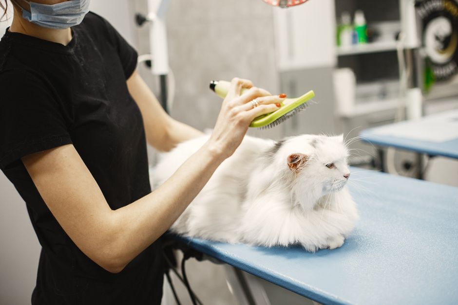A cat being brushed to help prevent hairballs