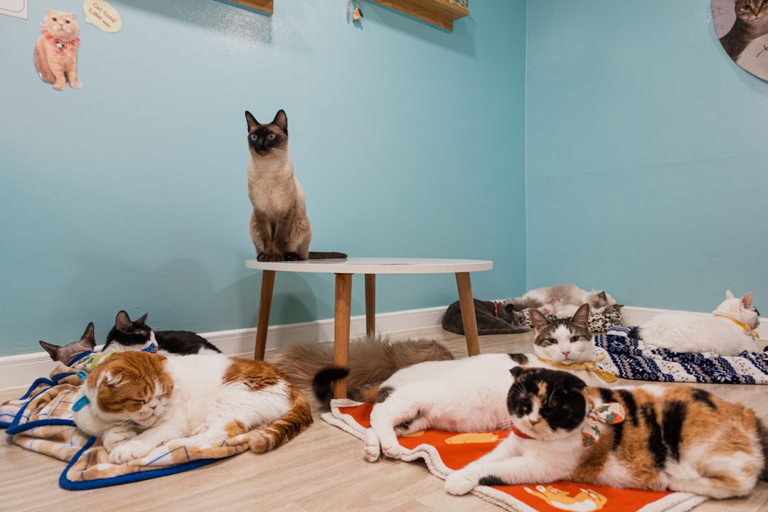 A cat cafe pop-up event used as a rescue fundraiser