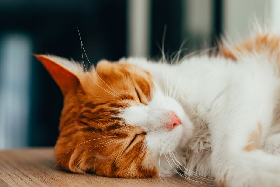 A cat calm and relaxed after successfully receiving medication