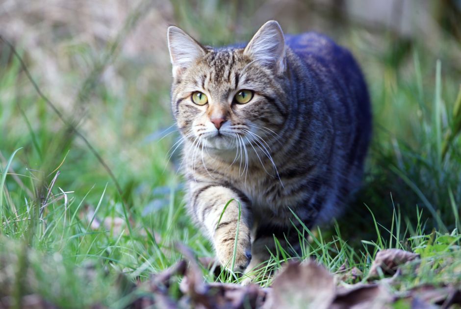 A confident cat exploring its environment with intact whiskers